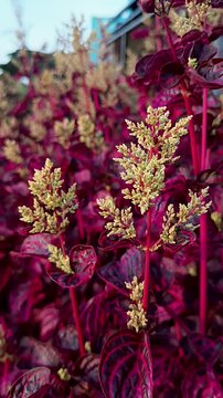 Sambang Colok or Aerva Sanguinolenta is an herbal plant that reaches a height of 25&ndash;50 cm.