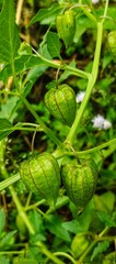 Young green Physalis angulata (ciplukan) fruit with clearly veined calyxes, naturally hanging from its stem, against a blurred green leafy background.