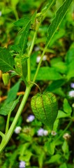 Young green Physalis angulata (ciplukan) fruit with clearly veined calyxes, naturally hanging from its stem, against a blurred green leafy background.