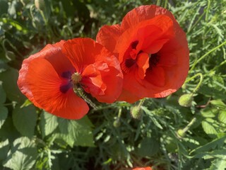 Red poppies. Bright red flowers contrast sharply in a garden or flowerbed, a natural decorative...