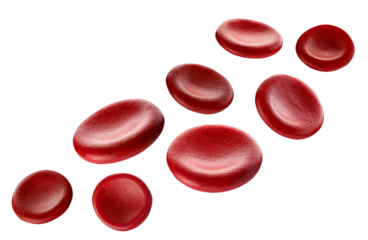 Red Blood Cells Close-Up on White Background – Medical and Scientific Concept