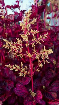 Sambang Colok or Aerva Sanguinolenta is an herbal plant that reaches a height of 25&ndash;50 cm.