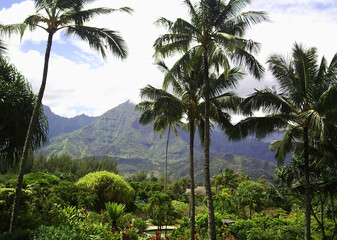 Fototapeta premium hawaii Forest Mountain Landscape. Un angolo di paradiso tropicale dove palme svettano verso il cielo e montagne verdi si perdono tra le nuvole. Questa immagine è un respiro di natura incontaminata.