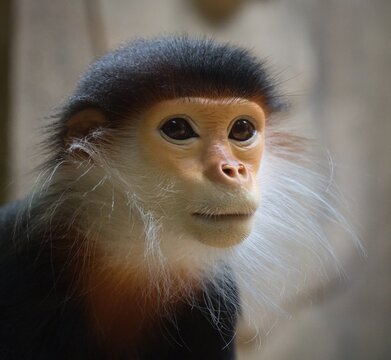 red-shanked douc