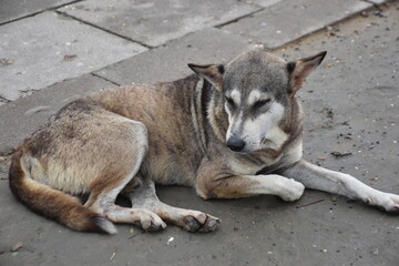 Street dog lying on riverside path near boat and water.