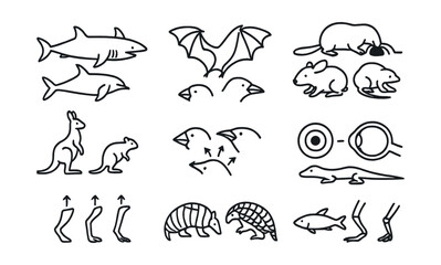 Line style icons of convergent and divergent evolution: shark vs dolphin shape, bat and bird wing, marsupial and placental mammals, finch beak divergence, eye structure variants, leg adaptation paths