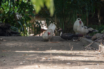 Photograph, A group of Cairina moschata (in Latin) with white and black color, male and female one also. In Bahasa, it's also known as Entok or Entog or Mentok or Itik Manila or Basor (the male one)