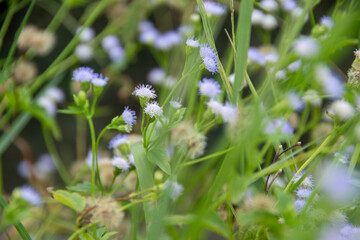 Photograph, Ageratum conyzoides is known Bandotan atau wedusan in Bahasa, it's a type of weed for agricultural crops.