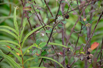 Photograph, grass grows nearby the paddy farm field