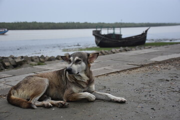 Street dog lying on riverside path near boat and water.