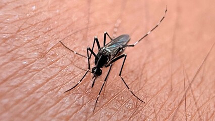 Close up shows striped Aedes mosquito feeding on pale skin with its proboscis
