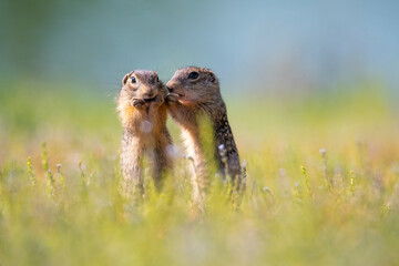 A baby spotted gopher eats while his brother tells him the latest rumors and gossip