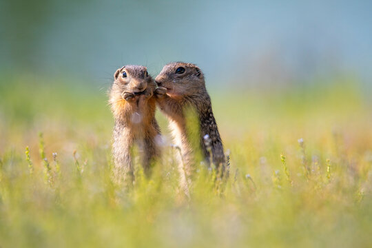 A baby spotted gopher eats while his brother tells him the latest rumors and gossip