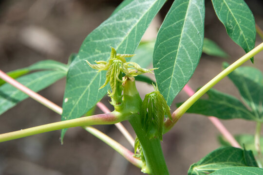 Photograph, Casava tree with its green leaves in nature (part of Manihot genus). the light younger casava leaves can be cooked as vegies
