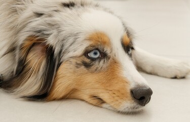 Blue-eyed Australian Shepherd Resting Indoors