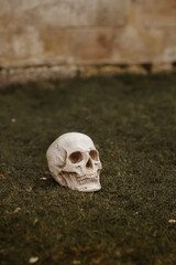 skull on the ground. Decoration Halloween. High quality photo