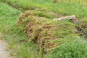 Photograph, stack of the cutting paddy leaves will be used by mostly farmer to feed the home animal such as cow and buffalo. paddy leaves or known as "damen" to feed the home animals