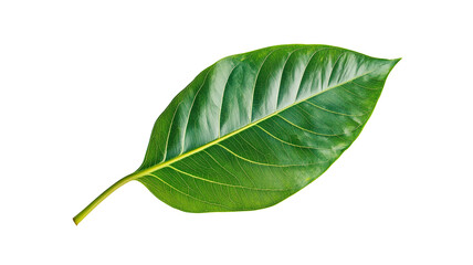 Obraz premium Green leaf isolated.