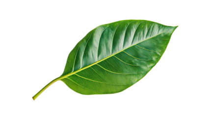 Green leaf isolated.

