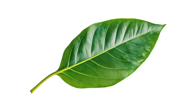 Green leaf isolated.

