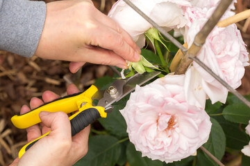 Hands using yellow pruning shears to prune soft pink roses. One hand operates the pruning shears,...