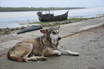 Street dog lying on riverside path near boat and water.