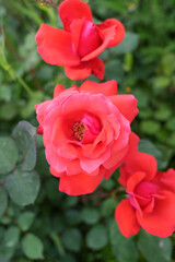 red rose in garden