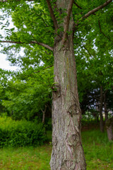 tree in the forest