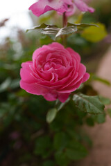 pink rose in garden