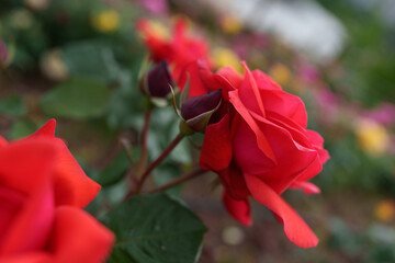 red rose in garden