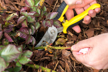 The moment of pruning a plant stem with garden pruning shears with yellow handles. The metal blades...