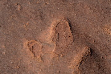 Dinosaur footprints / Dinosaur footprint. The Navajo Sandstone is a geological formation in the Glen Canyon Group. Lower Antelope Canyon, Page is a city in Coconino County, Arizona