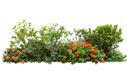 Lush garden bushes cut out on transparent background.

