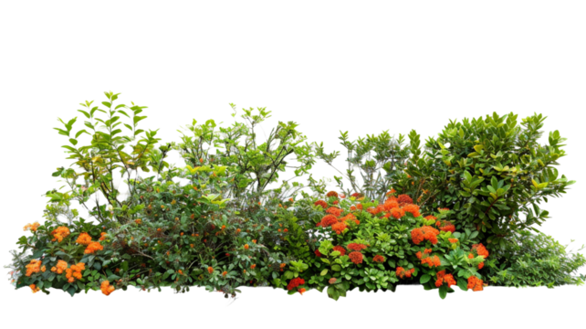 Lush garden bushes cut out on transparent background.

