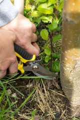 Hands using yellow pruning shears to remove young growth or weeds at the base of a tree trunk. 