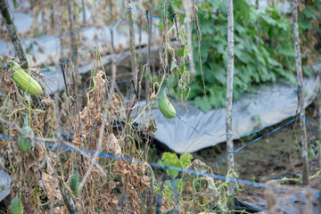 Photograph, some cucumbers are sorted and left hanging on their tree branch, harvested process was...