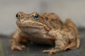 A close-up of a brown frog sitting on a surface, possibly a rock or asphalt. The frog is looking straight at the camera. The skin is a patterned brown-beige color with dark spots.