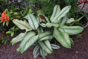 close up of a green plant