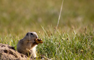 Ground squirrel in the grass
