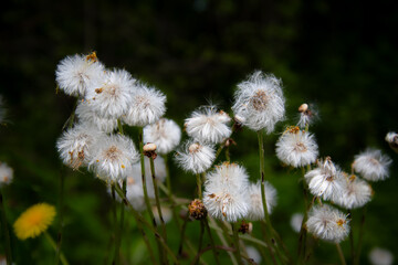The last days of a dandelion in a field in the Canadian countryside