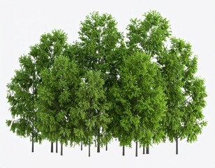 Green forest isolated on background. 3d rendering - illustration