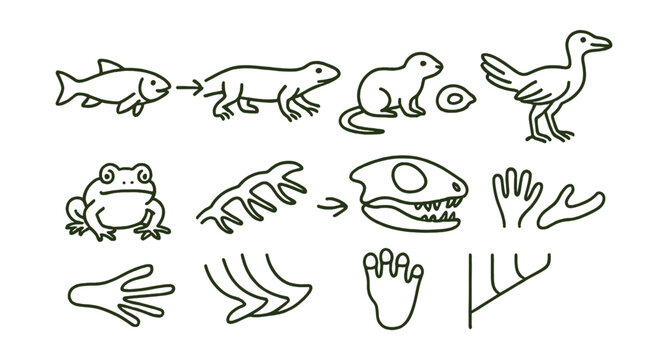 Line style icons of evolutionary links and transitional species: fish to amphibian, reptile to bird, early mammal traits, synapsid skull, feathered dinosaur, proto-frog, amphibian limb transition,