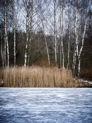 Winter landscape by the river. Ice, snow, water and birches