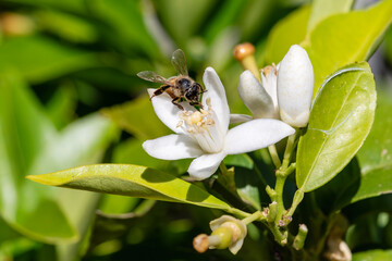 Close-up of a bee collecting pollen from white orange blossoms in spring. Biological agriculture. Environmental protection and biodiversity. 