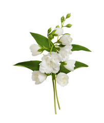 Small bouquet of Jasmine (Philadelphus) flowers isolated on white or transparent background