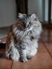 Portrait of a Norwegian forest cat on a light background.