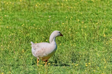 goose on the grass, Ratschendorf, Styria, Austria, Europe, April 2025
