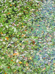Fallen leaves float on the surface of the water in a continuous carpet