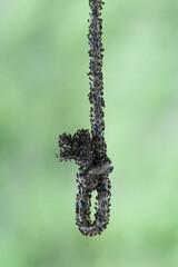 Close-up of a rope knot infested with small flies or insects, possibly fruit flies, set against a soft green blurred background. 