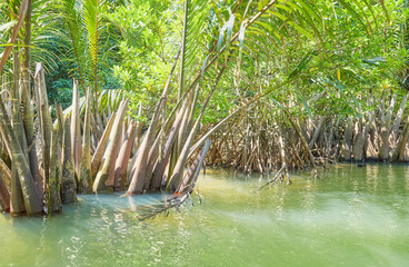 Jungle river on Palawan island, Philippines.